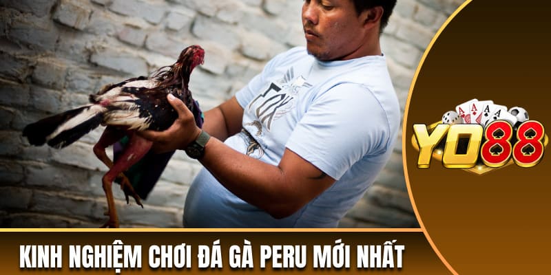Kinh nghiệm chơi đá gà Peru mới nhất
