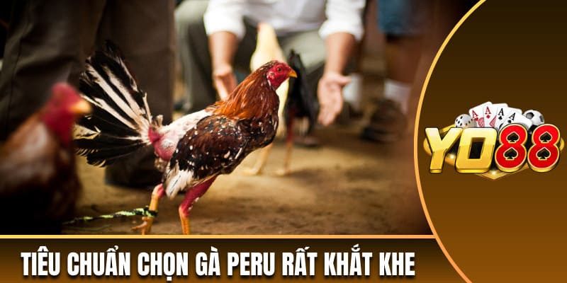 Tiêu chuẩn chọn gà Peru rất khắt khe
